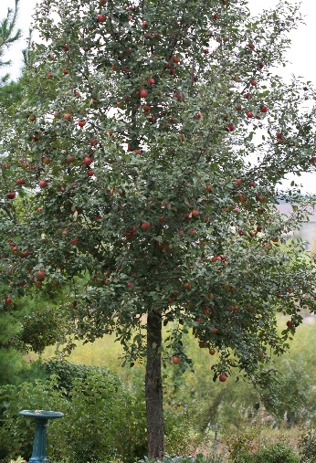MALUS HARALSON APPLE 2"BB