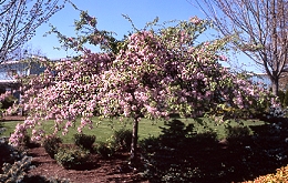 MALUS LOUISA CRAB #20