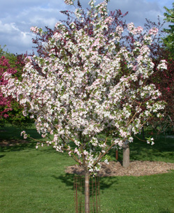 MALUS PINK SPARKLES CRAB 2"BB