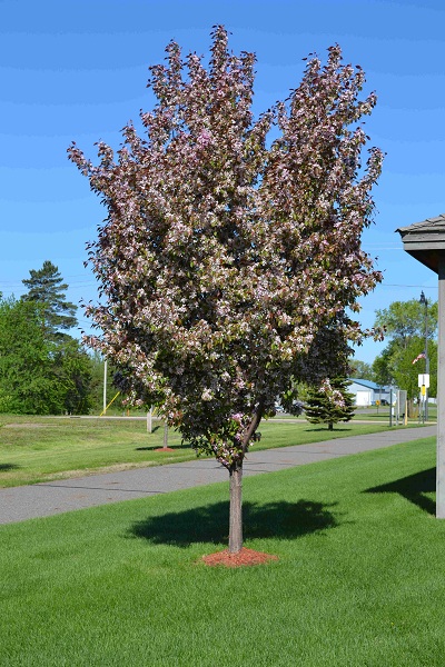 MALUS PINK SPIRES CRAB 2"BB