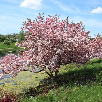 MALUS PRAIRIE ROSE #10