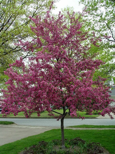 MALUS PRAIRIEFIRE CRAB 2"BB