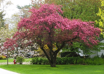 MALUS PRAIRIEFIRE CRAB 6'CLPBB