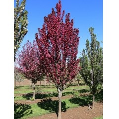 MALUS RASPBERRY SPEAR #20