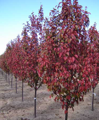 MALUS RED BARRON CRAB 2.5"BB