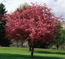 MALUS RED JEWEL CRAB 2.5"BB