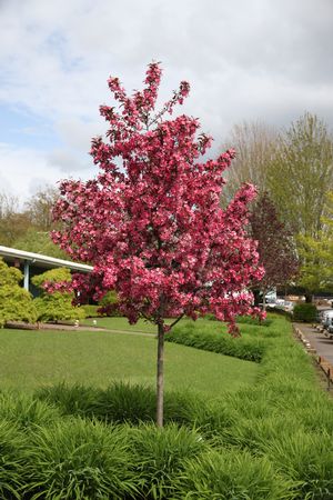 MALUS ROYAL RAINDROPS 2"BB