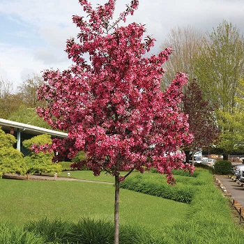 MALUS ROYAL RAINDROPS 6'CLPBB