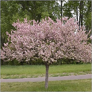 MALUS SAR TINA CRAB 2"BB