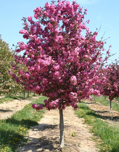 MALUS SHOWTIME CRAB 2.5"BB