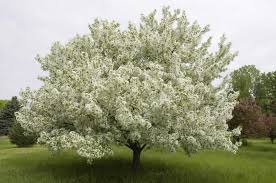 MALUS SNOWDRIFT CRAB #15