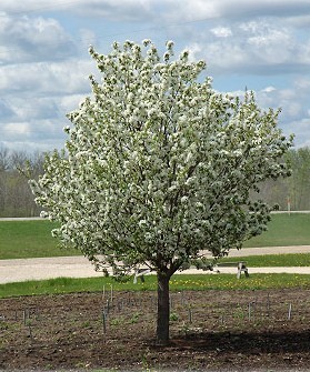 MALUS SPRING SNOW CRAB 1.5"BB