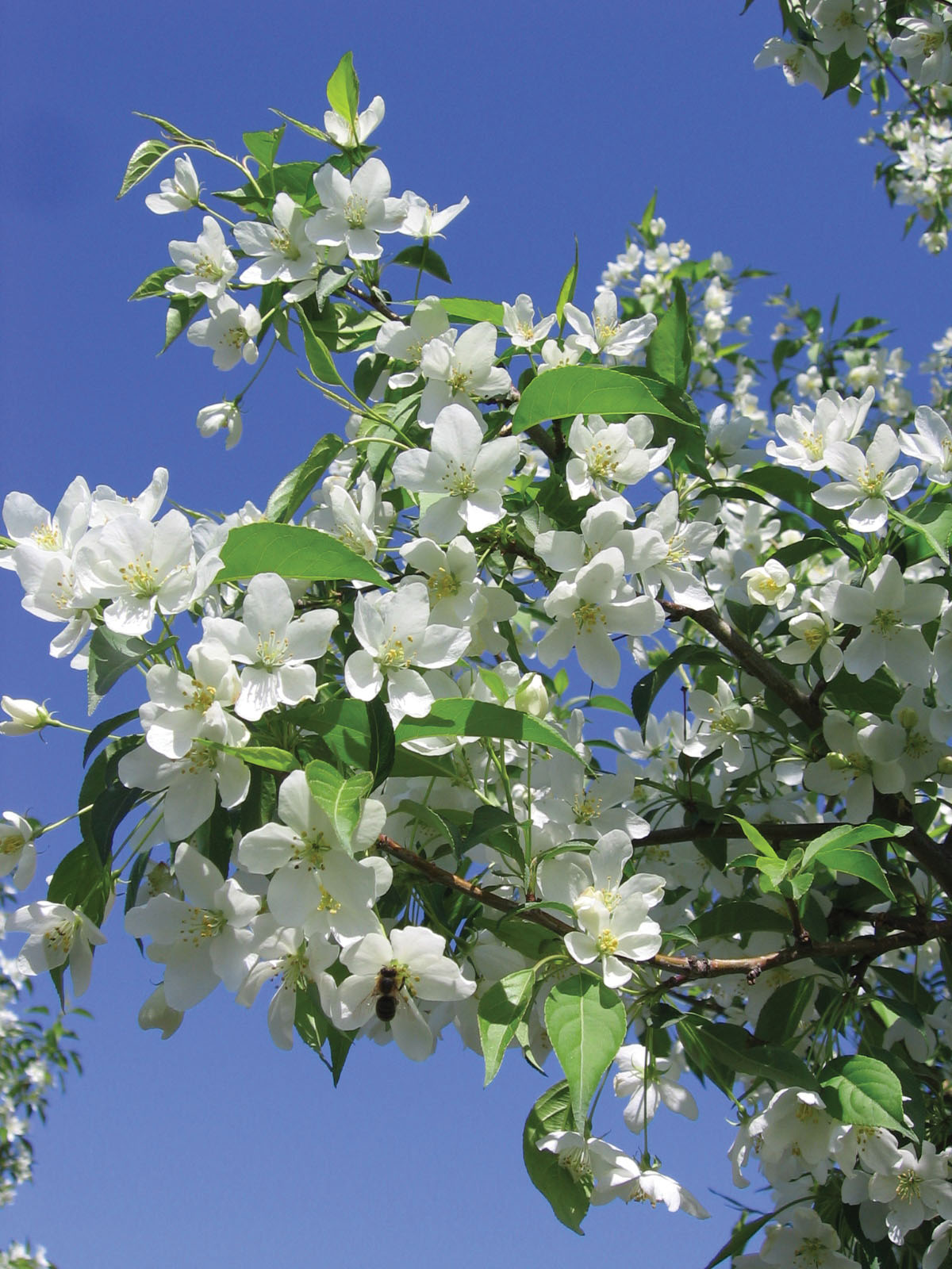 MALUS STARLITE CRAB #10
