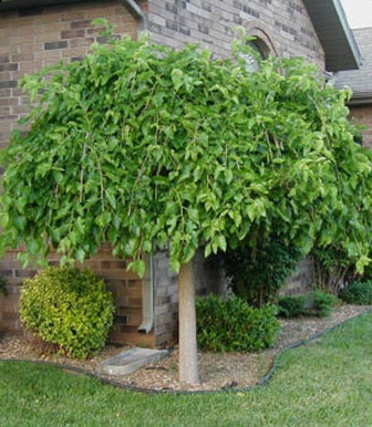 MALUS STARLITE CRAB 2"BB