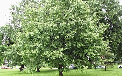 OSTRYA VIR IRONWOOD 1.75"BB
