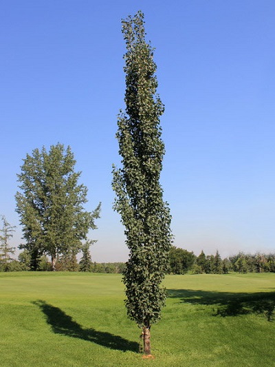 POPUL SWEDISH COL ASPEN 2.5"BB
