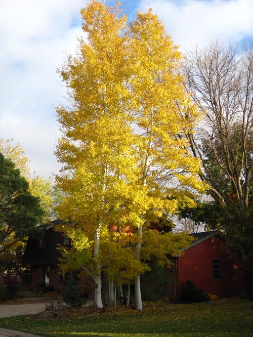 POPUL TRE PRAIRIE GOLD #10