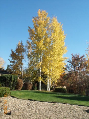 POPUL TRE QUAKING ASPEN #15 TF