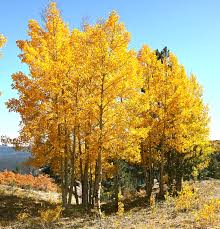 POPUL TRE QUAKING ASPEN 10'CLPBB