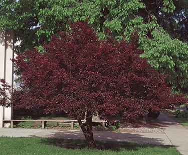 PRUNUS CIS PURPLELEAF #10 TF