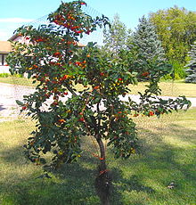PRUNUS EVANS BALI CHERRY 1.75"BB