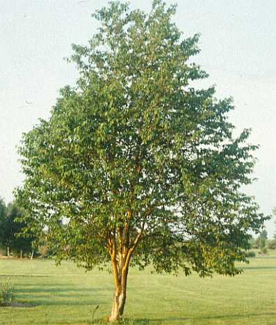 PRUNUS MAA AMUR CHOKECHERRY#15