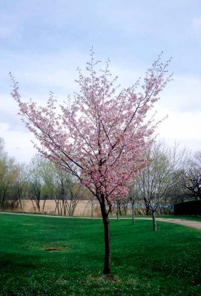 PRUNUS SPRING WONDER #10