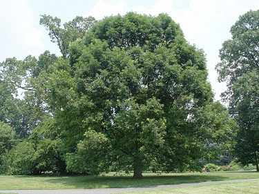 QUERC ALBA WHITE OAK #15