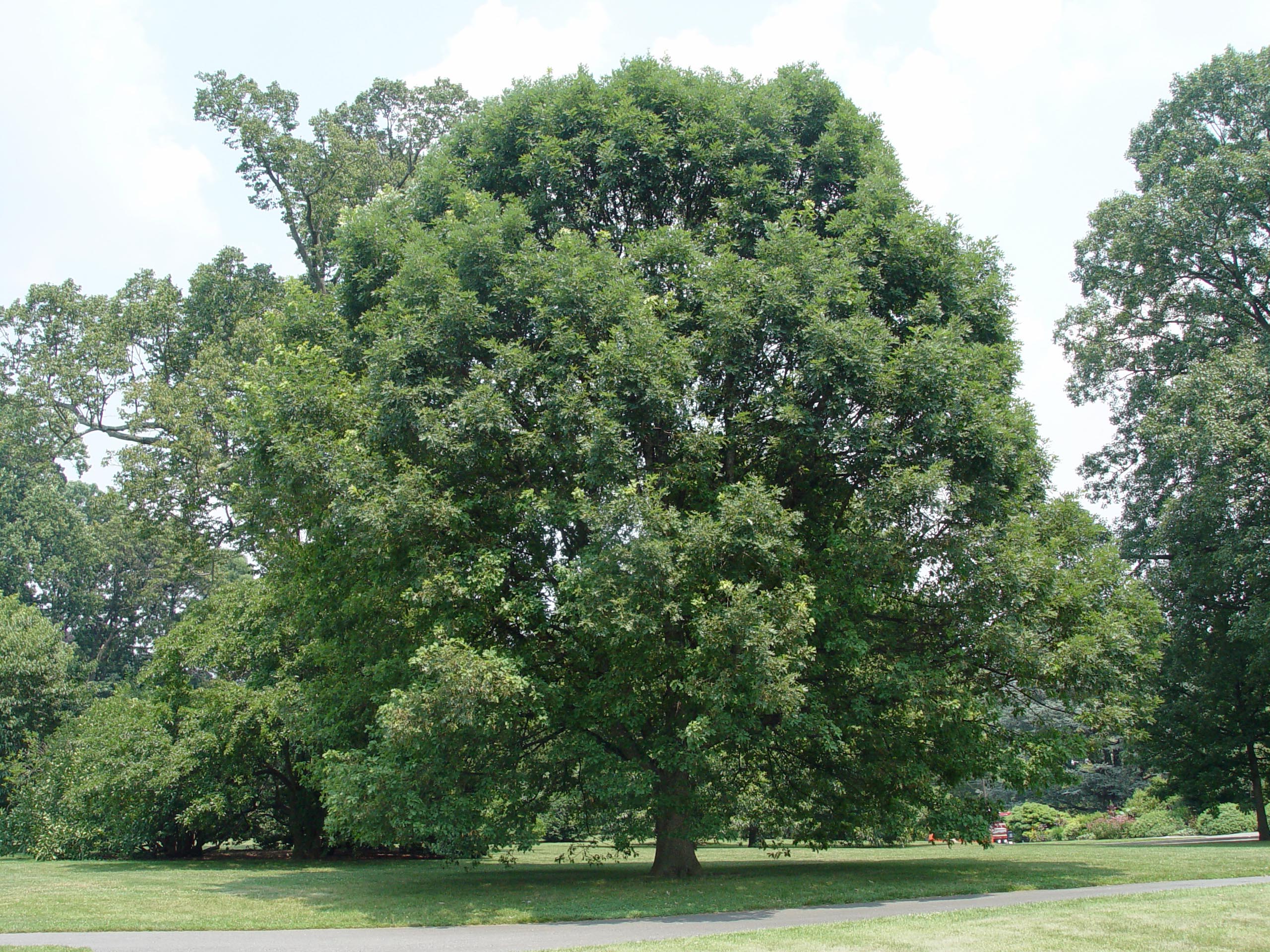 QUERC ALBA WHITE OAK #20