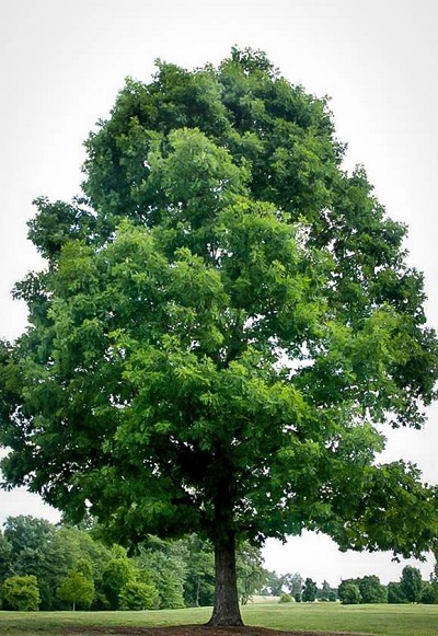 QUERC ALBA WHITE OAK 2.5"BB