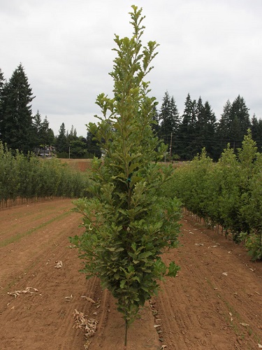 QUERC BIC BEACON OAK #20