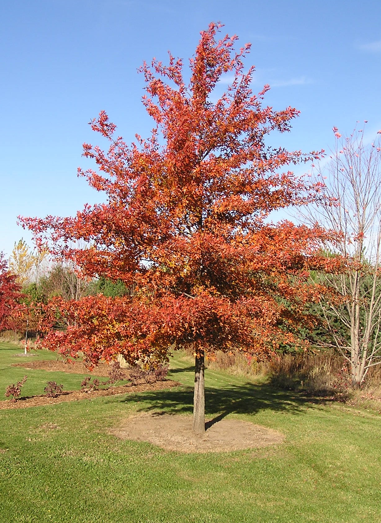 QUERC ELL NORTHERN PIN #15