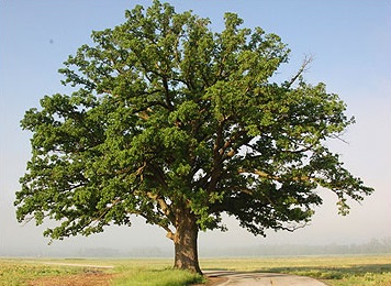 QUERC MAC BUR OAK #10