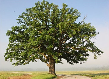 QUERC MAC BUR OAK #20