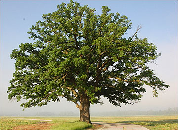QUERC MAC BUR OAK 2"BB