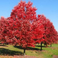 QUERC RUB NORTHERN RED 2.5"BB