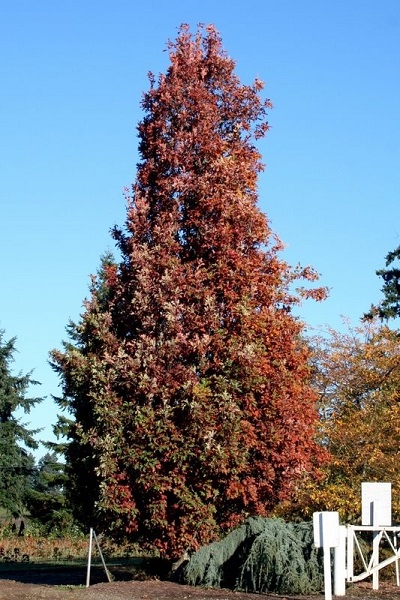 QUERC X CRIMSON SPIRE 1.75"BB