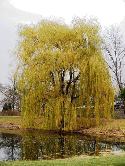 SALIX ALB NIOBE WEEPING 2.5"BB