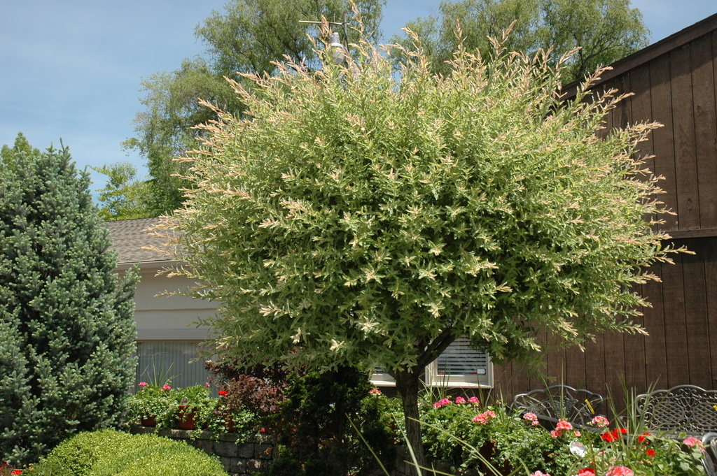 SALIX INT HAKURA NISHIKI #15TF