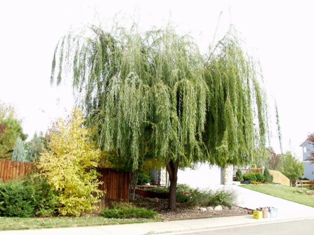 SALIX PRAIRIE CASCADE #15