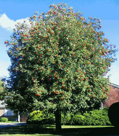 SORBUS DEC SHOWY MTN ASH #25