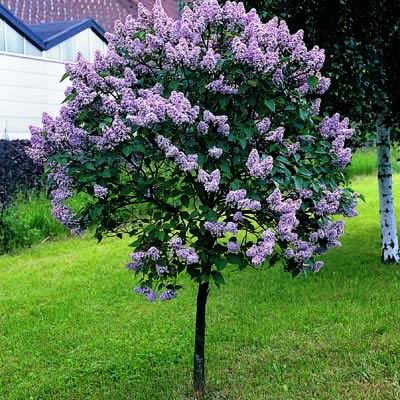 SYRINGA MEY DWF KOREAN #10 TF