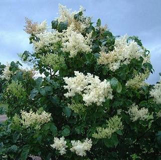 SYRINGA RET IVORY SILK #10 TF