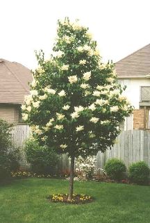 SYRINGA RET IVORY SILK #25 TF