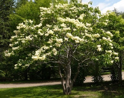 SYRINGA RET IVORY SILK 7' CLPBB
