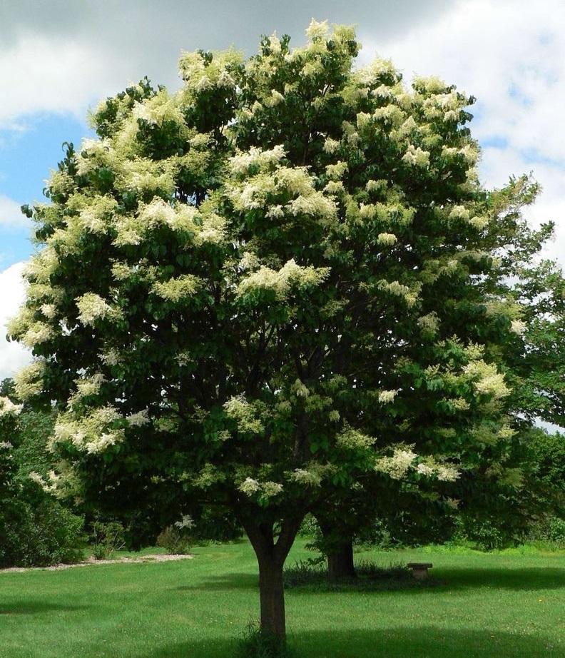 SYRINGA RET JAPAN TREE #10TF