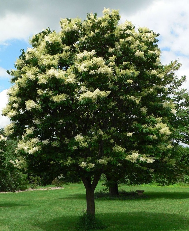 SYRINGA RET JAPAN TREE #20TF