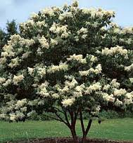 SYRINGA RET JAPAN #15 CLP