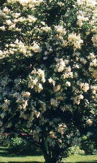 SYRINGA RET JAPAN TREE 3"BB