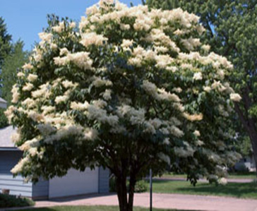 SYRINGA RET SNOW CAP 1.75"BB